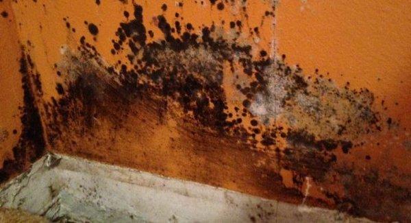 Hidden Mold Behind Furniture and in Closets