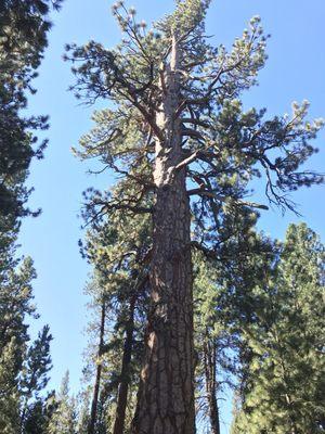 Ponderosa Pine