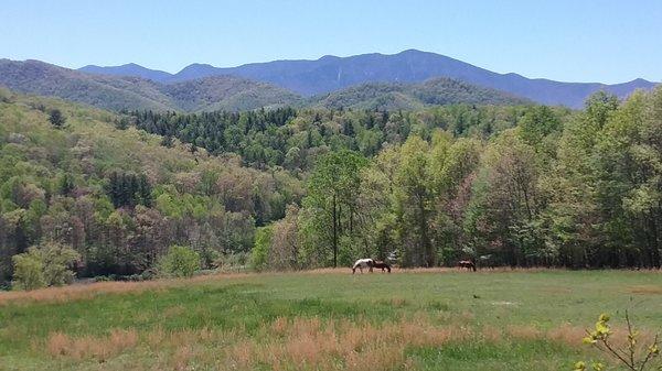 Blue Ridge Horse Adventures