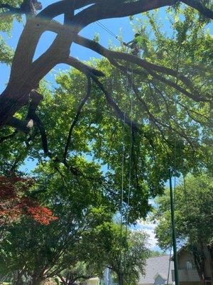 The Family Tree Service