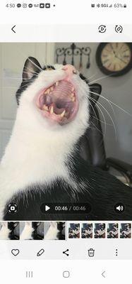 AdvanceCare Veterinary Hospital