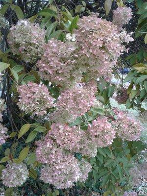 Hydrangea in Autumn