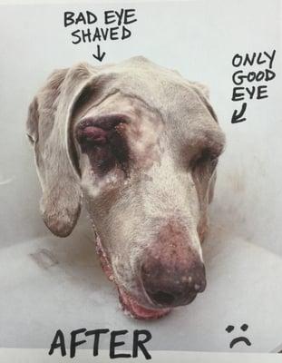 Dr. Filipe Espinheira mistakenly removed my dog's only good eye instead of his bad eye even though the bad eye was the only one shaved.