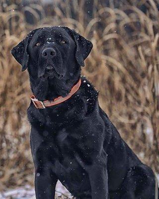 Hidden Hollow Kennels