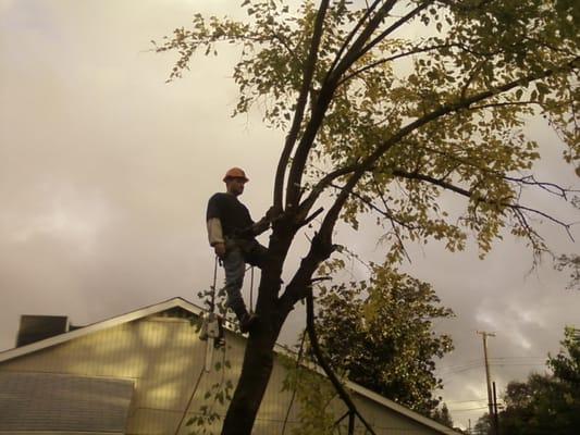 C & B Arbor Care & Land Maintenance