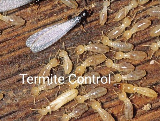 Pest Management Professionals