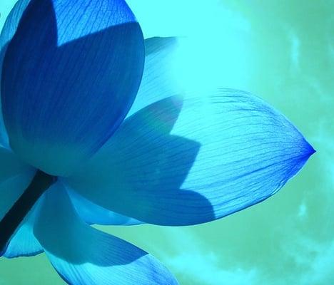 Blue Lotus
