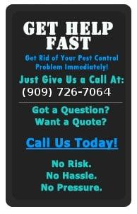 Quality San Bernardino Pest Specialists