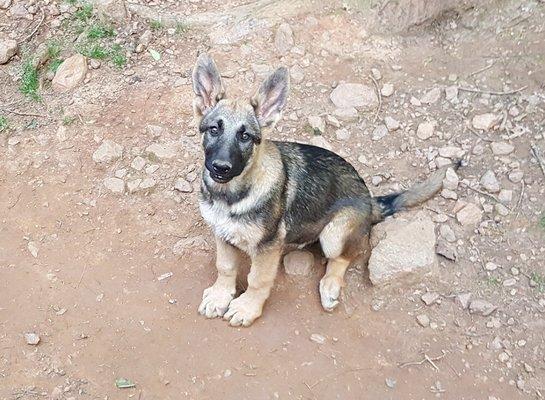 AKC German Shepard Puppies for sale $400.00 Call 434-426-5765