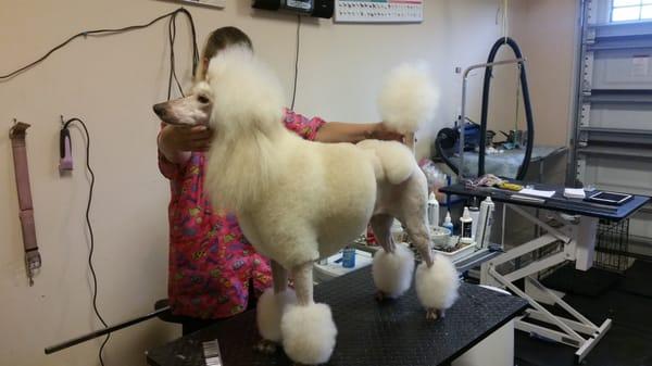 Standard Poodle with a Continental Show Cut