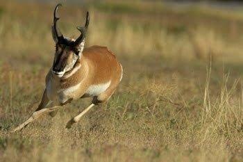 Pronghorn Cleaning