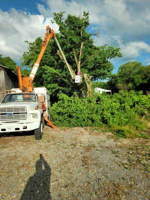 Affordable Tree Services & More