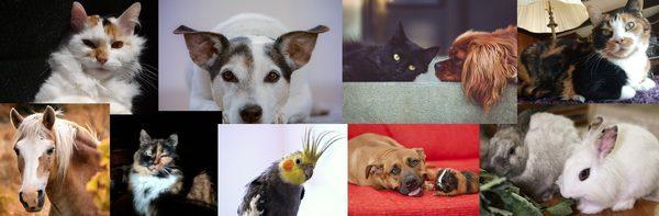 Lightseeds Reiki for Animals