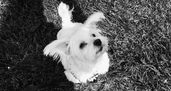 Four Paws Dog Walking and Pet Services