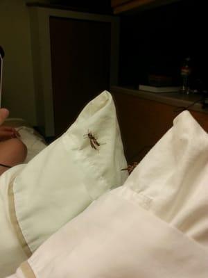 Wasp on pillows