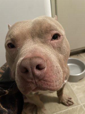 Club Pet Resort & Spa