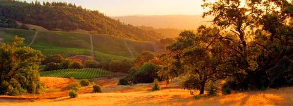 Ronda Smith - Sonoma County