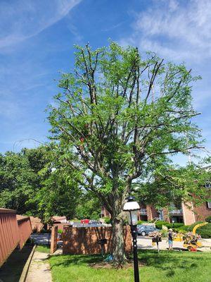 Low Cost Tree Service