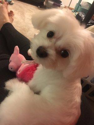 My lovely puppy! D.C. Pups has the best dogs!