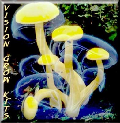 Vision Grow Kits
