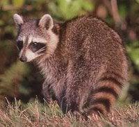 Trapper's Wildlife Recon