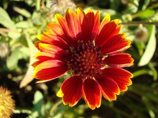 Crown Total Lawn Service