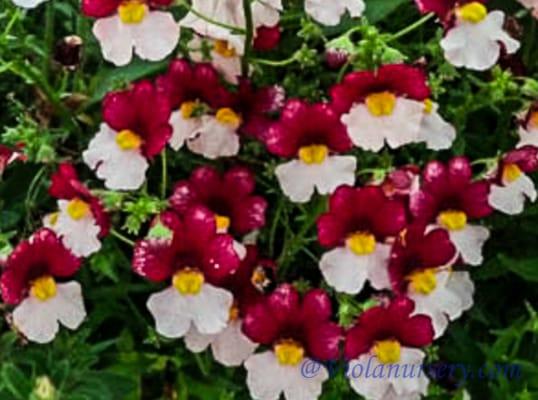 Viola Nursery and Greenhouse