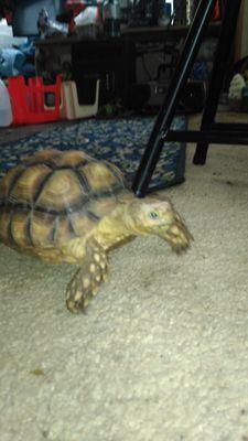 Lake Life Pet Sitting