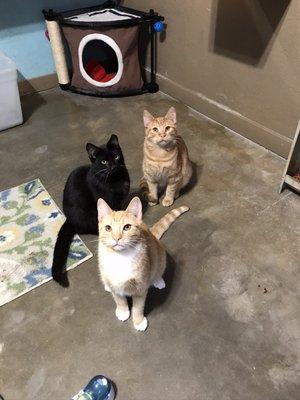 Haven of the Ozarks Animals Sanctuary