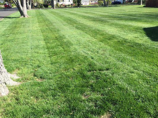 Platinum Lawncare & Landscaping