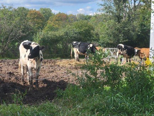 A few of the cows that produce the delicious raw milk provided to herd share members!