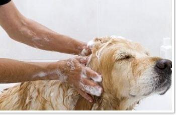 Jasmine Veterinary Hospital