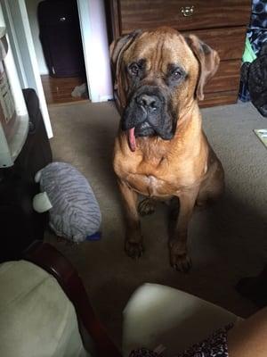 Champion Canine Center