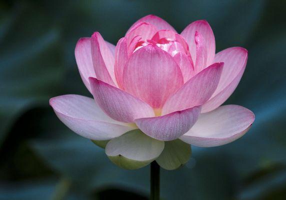 Aurora Wellness Rediscovery Center