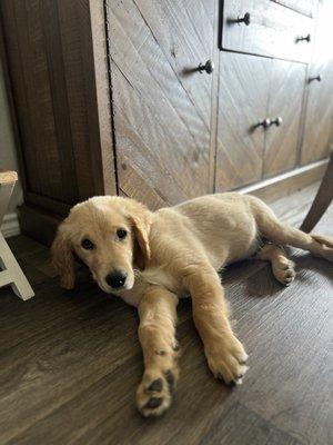 Dixias Home Cleaning Service