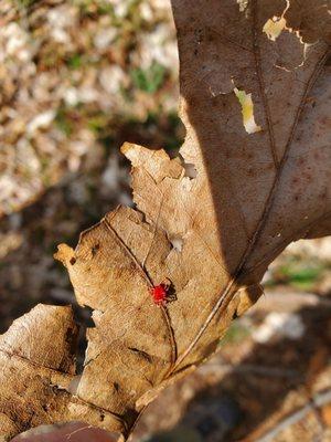 Garden State Mosquito & Tick