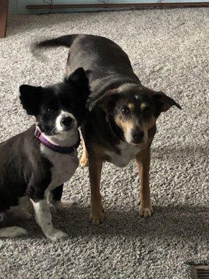 Happy dogs after their visit with Dr. Barke.