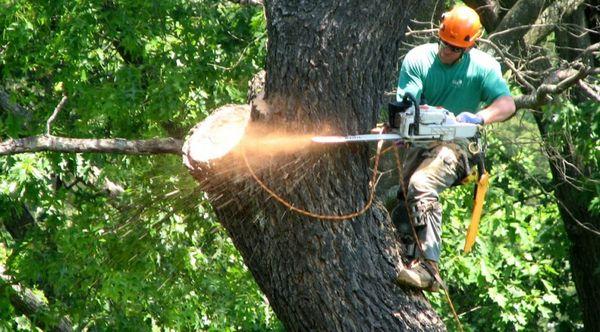 Southern Arborists
