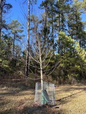My dads tree (taken 1/13/23)