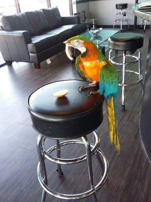 Willy the dancing Macaw