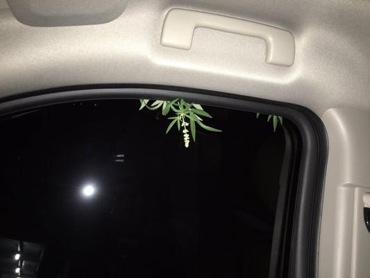 Tree that was inside passenger side door upon pickup from this valet service