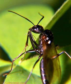 Zero Tolerance Pest Control