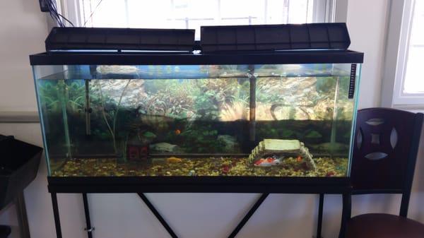 Cute little fish tank