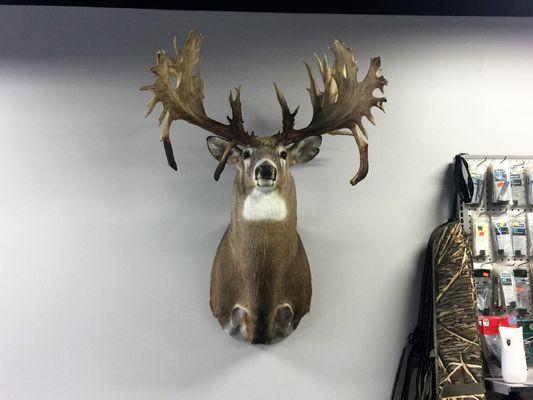 This is the X factor Deer. Come check out all our non-typical deer sheds or replicas
