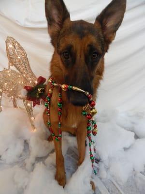 Valkyrie wrapped up in Christmas lights at Puptown Doggy Daycare for Christmas. Best San Diego Doggy Daycare.