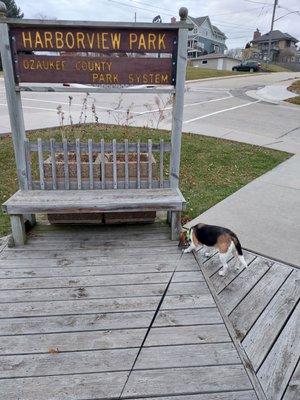 Roxy checking out one of the many green spaces within the Ozaukee County Parks System.