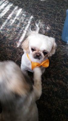 Gotta luv the bow ties!