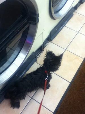 George doing laundry