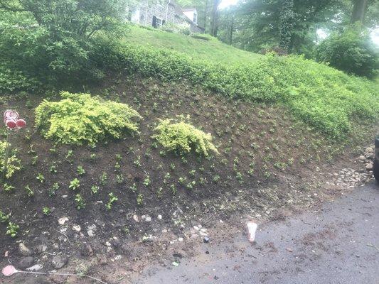 Media Tristate Lawn Care