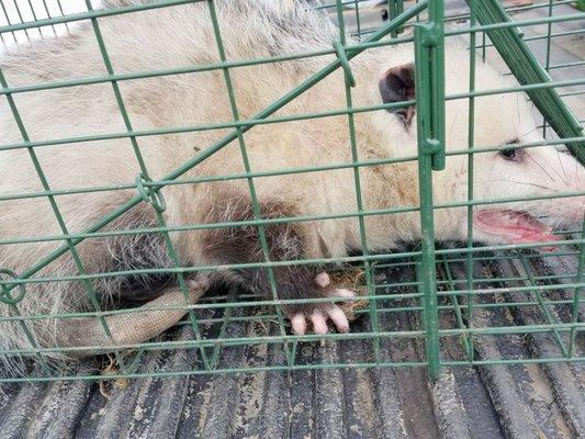 Professional Wildlife and Rodent Control Staten Island